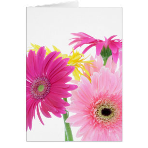 Gerbera Daisy Piink Flowers OBS Kort