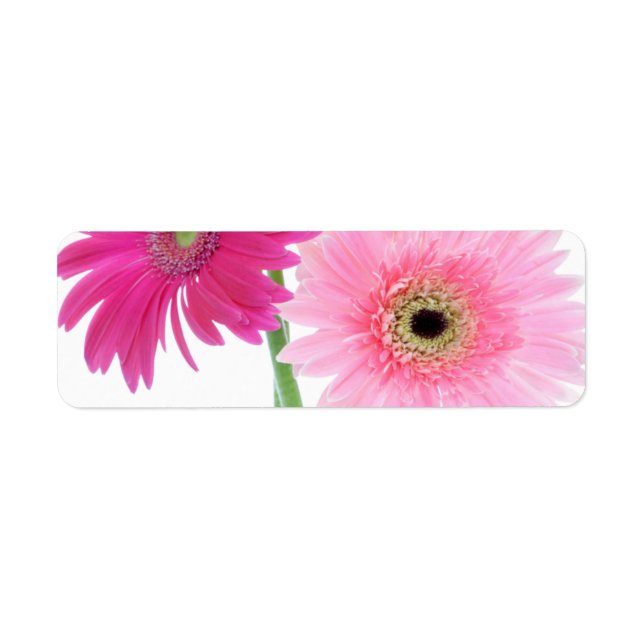 Gerbera Daisy Piink Flowers Returadress Etikett (Framsidan)
