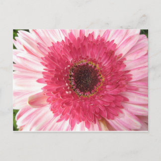 Gerbera Daisy Post Card Vykort