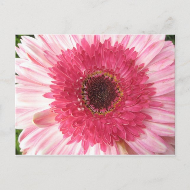 Gerbera Daisy Post Card Vykort (Framsida)