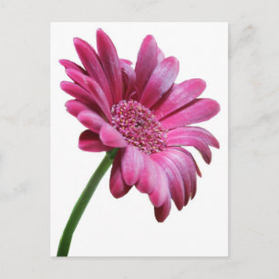 Gerbera Daisy Postcard Vykort