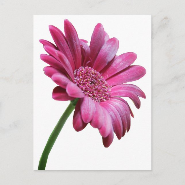 Gerbera Daisy Postcard Vykort (Framsida)