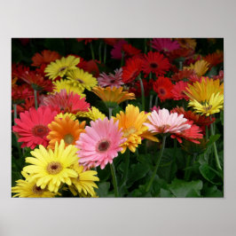 Gerbera Daisy Poster