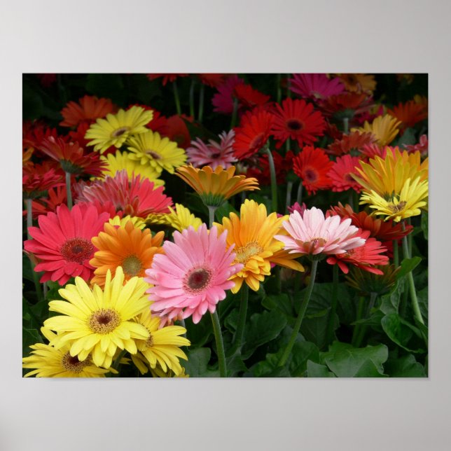 Gerbera Daisy Poster (Framsidan)