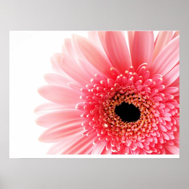 Gerbera Daisy Poster (Framsidan)
