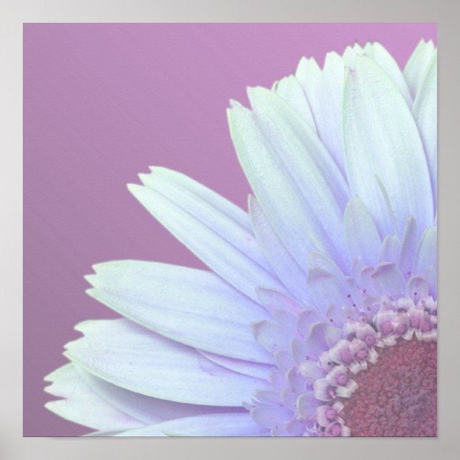 Gerbera Daisy Poster (Framsidan)