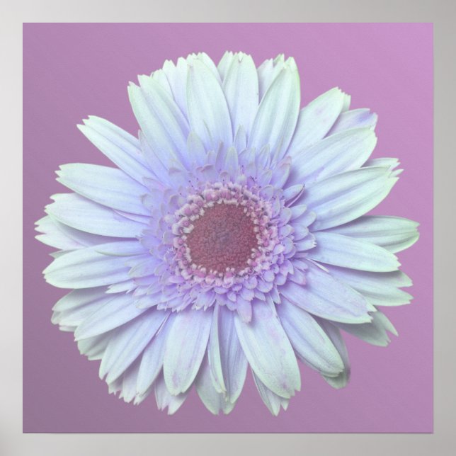 Gerbera Daisy Poster (Framsidan)