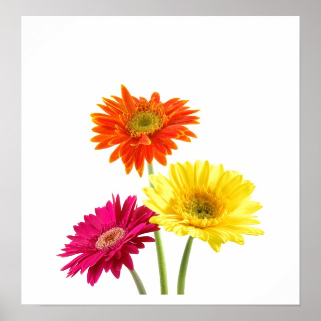 Gerbera Daisy Poster (Framsidan)