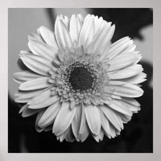 Gerbera Daisy Poster
