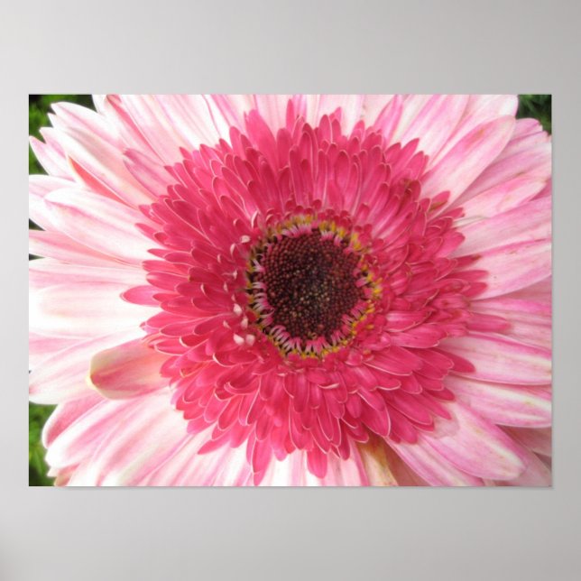 Gerbera Daisy Poster (Framsidan)