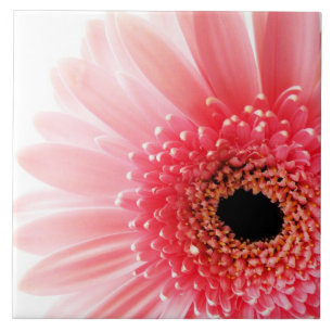 Gerbera Daisy Poster Kakelplatta