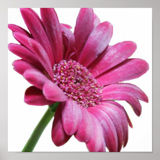 Gerbera Daisy Poster Skriv ut