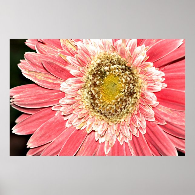 Gerbera Daisy Poster, version B Poster (Framsidan)
