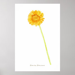Gerbera daisy Print, Value Poster Pappert (projekt