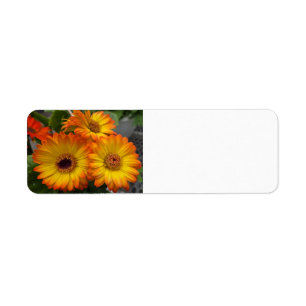 Gerbera Daisy Returadress Etikett