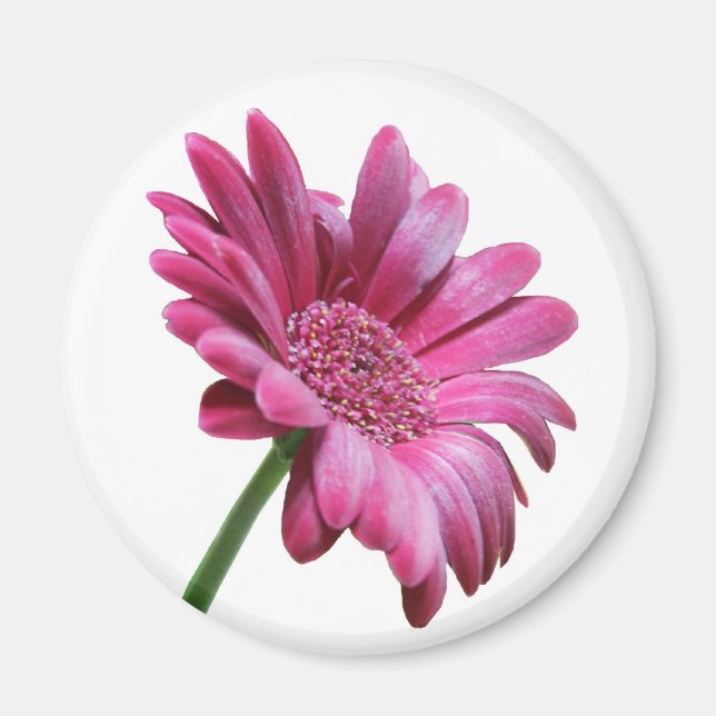 Gerbera Daisy Round Magnet (Framsidan)