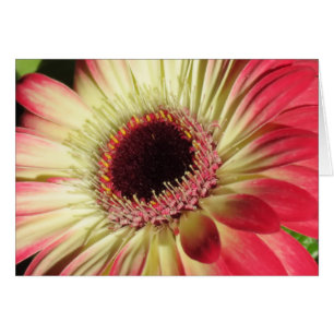 Gerbera Daisy - stäng Hälsningskort