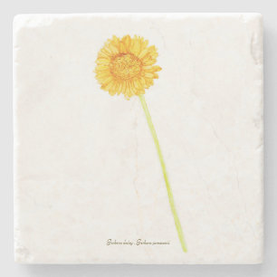 Gerbera daisy stenunderlägg