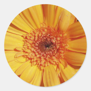 Gerbera Daisy Stickers Runt Klistermärke