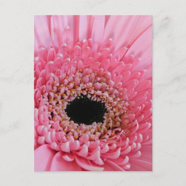 Gerbera Daisy Vykort (Framsida)