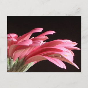 gerbera-daisy vykort