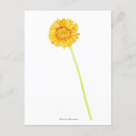 Gerbera daisy vykort