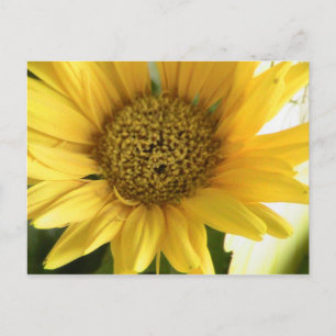Gerbera Daisy Vykort