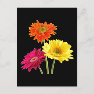 Gerbera Daisy Vykort