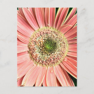 Gerbera Daisy Vykort