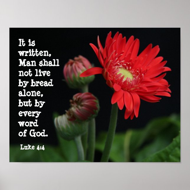 Gerbera Daisy w/ Scripture Verse (Luke 4:4) Poster (Framsidan)