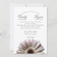 Gerbera Daisy White 