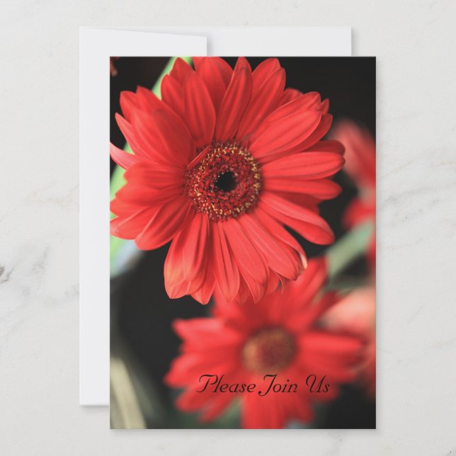 Gerbera Delight-inbjudan Inbjudningar (Framsida)