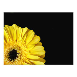 Gerbera Flower Fototryck
