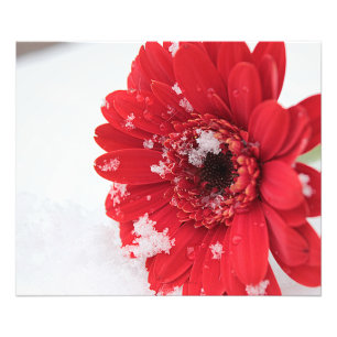 Gerbera Fototryck