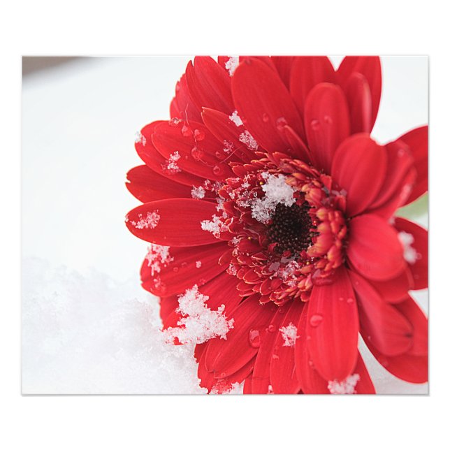 Gerbera Fototryck (Framsidan)