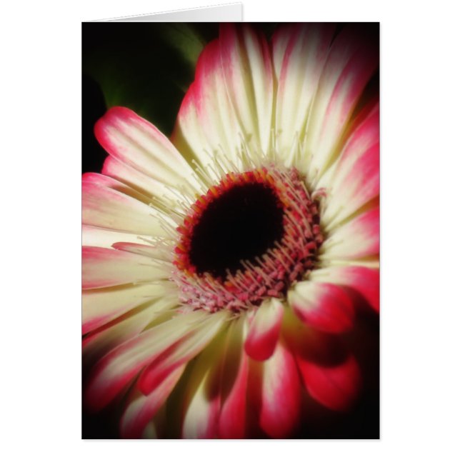 Gerbera Glow - Daisy Hälsningskort (Framsidan)