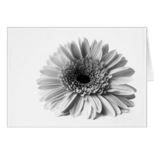 Gerbera Hälsningskort