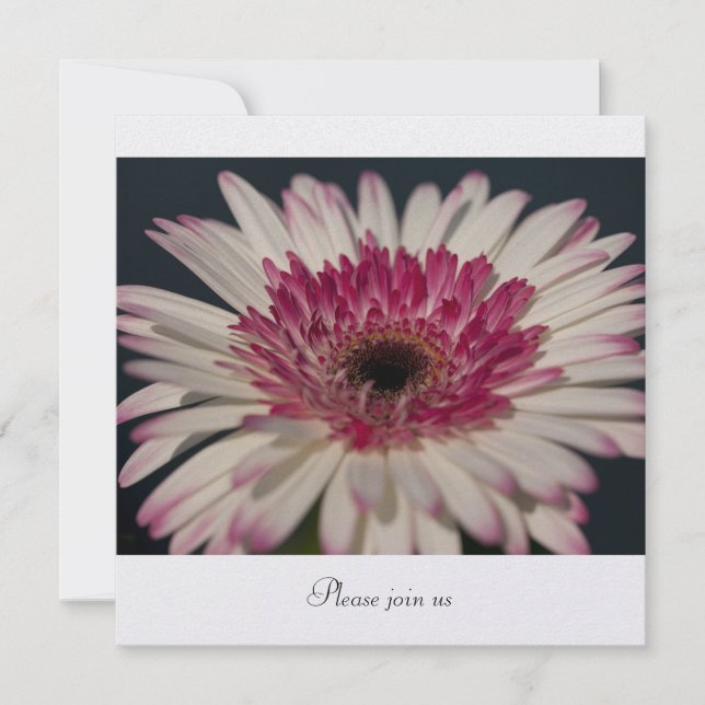 Gerbera Inbjudningar (Framsida)