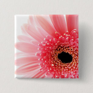 Gerbera Knapp