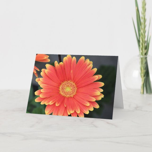 Gerbera Kort (Framsida)