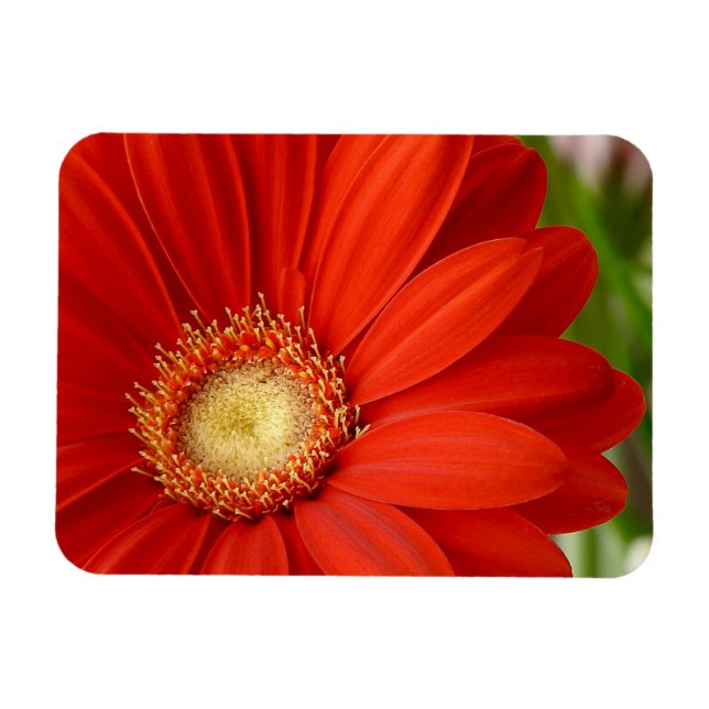 Gerbera Magnet (Horisontell)