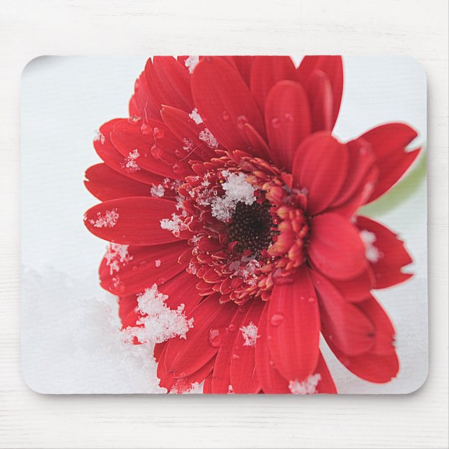 Gerbera Musmatta (Framsidan)