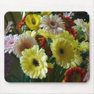 Gerbera Musmatta