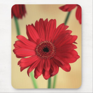 Gerbera Musmatta