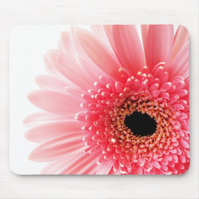 Gerbera Musmatta (Framsidan)