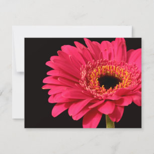 Gerbera på rosa