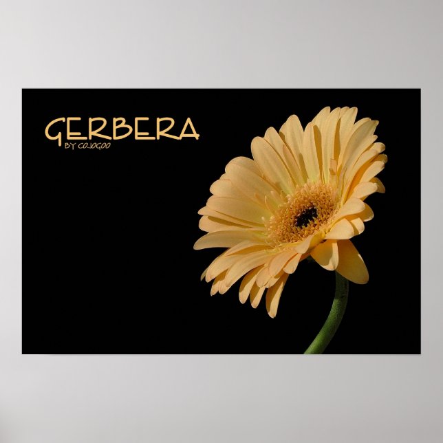 Gerbera Poster (Framsidan)