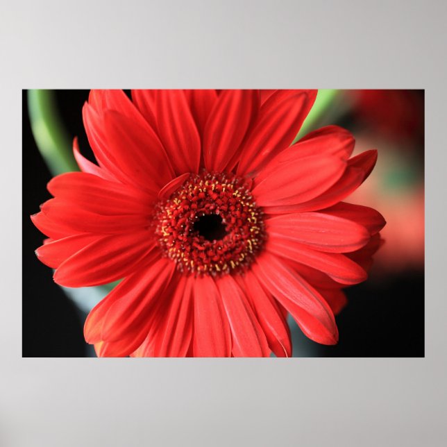 Gerbera Poster (Framsidan)