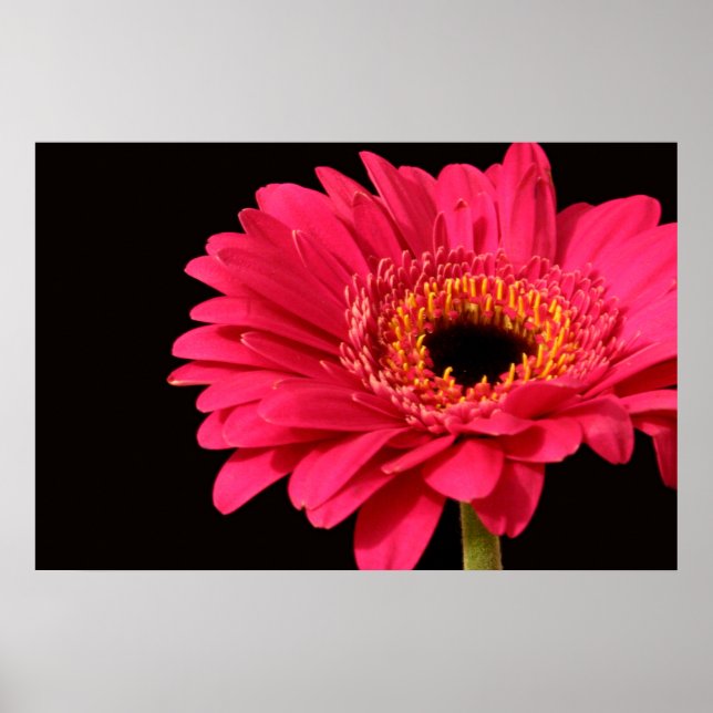 Gerbera print poster (Framsidan)