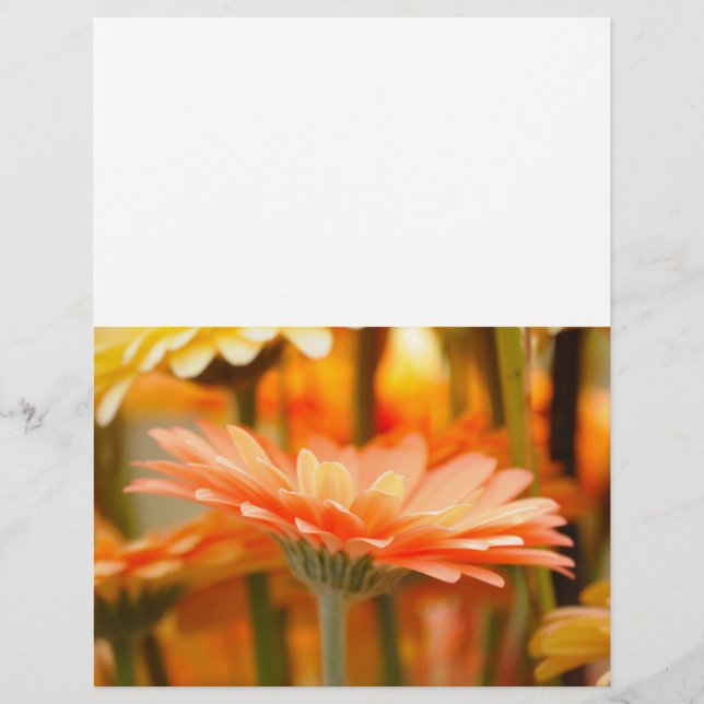 gerbera reklamblad (Framsidan)